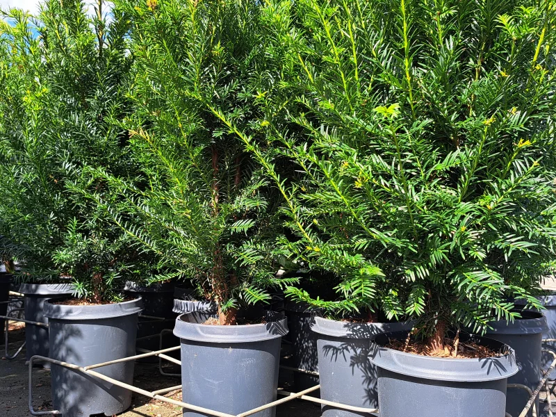 Taxus Baccata Potgekweekt (Haagplant)