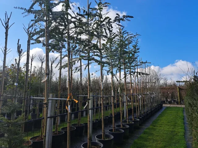 Eucalyptus Gunnii Silver Dollar (Eucalyptus Boom)