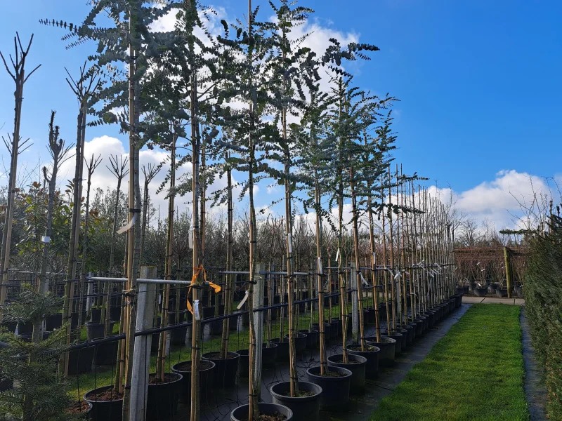 Eucalyptus Gunnii Silver Dollar (Eucalyptus Boom)