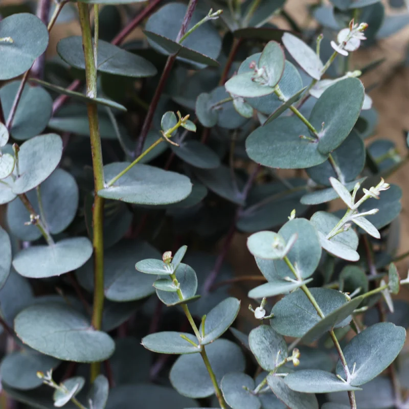 Eucalyptus Gunnii Silver Dollar (Eucalyptus Boom)-3