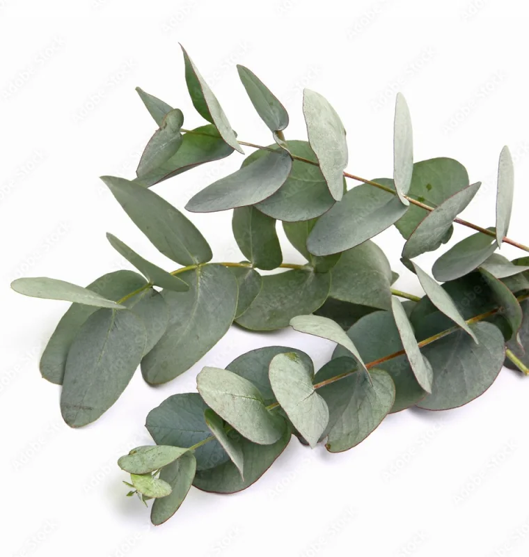 Eucalyptus Gunnii Silver Dollar (Eucalyptus Boom)-4