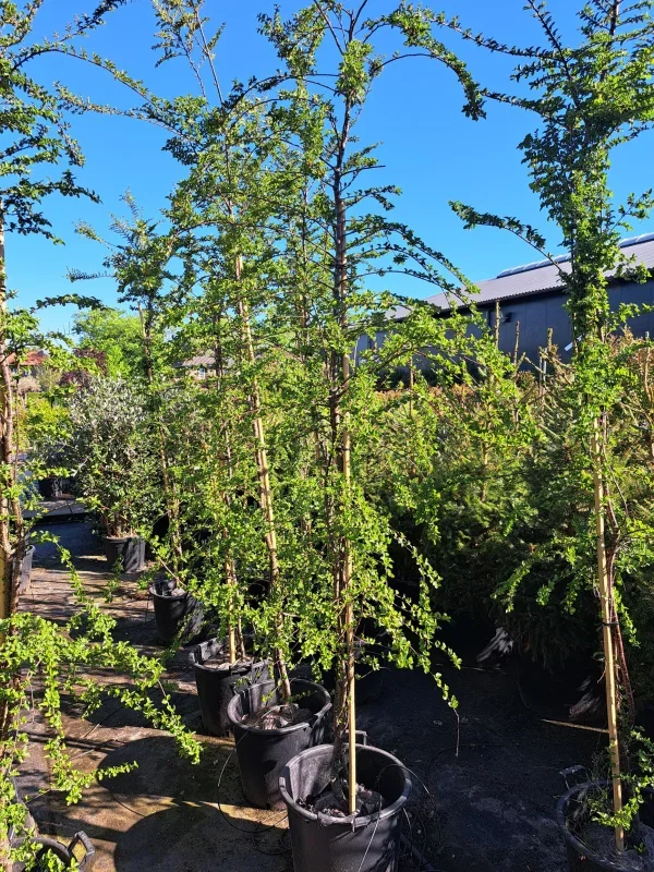 Nothofagus Antarctica Meerstammig (Schijnbeuk)