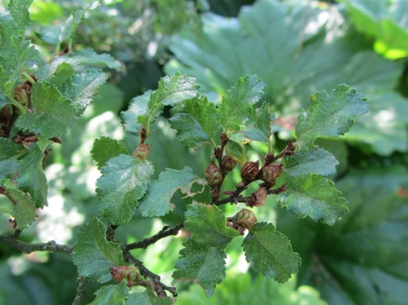 Nothofagus Antarctica Meerstammig (Schijnbeuk)-4