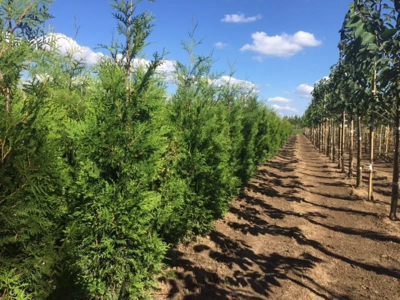 Thuja Occidentalis King of Brabant (Coniferenhaag)-1