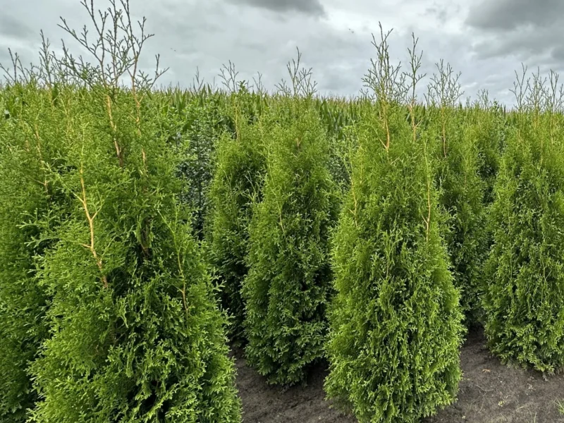 Thuja Occidentalis King of Brabant (Coniferenhaag)-2