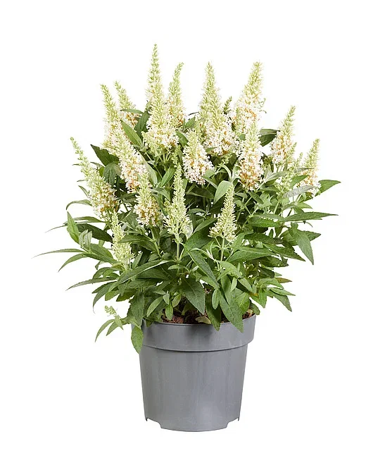 Buddleja Butterfly Candy 'Little White' (Vlinderstruik) Buddleja Butterfly Candy 'Little White' (Vlinderstruik)