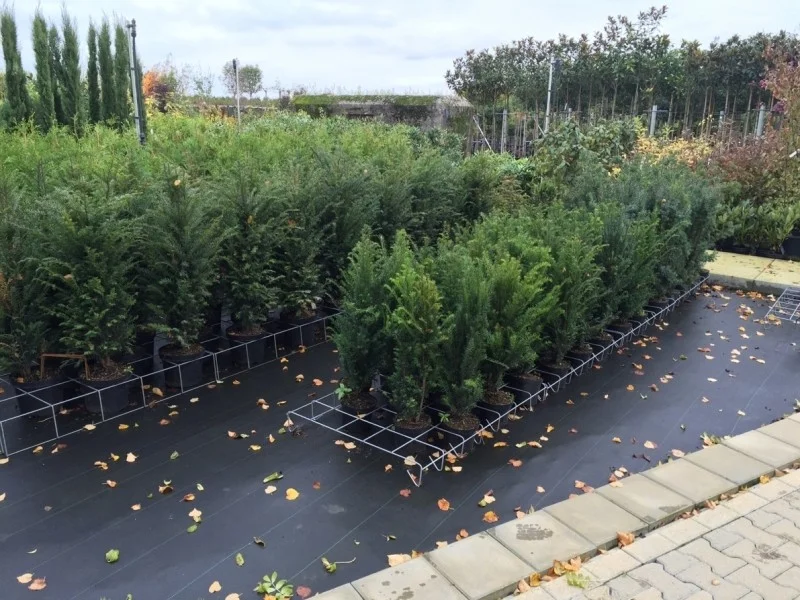 Taxus Baccata Potgekweekt (Haagplant)-3