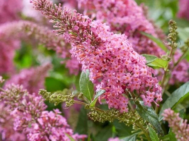 Buddleja Butterfly Candy 'Little Pink' (Vlinderstruik) Buddleja Butterfly Candy 'Little Pink' (Vlinderstruik)