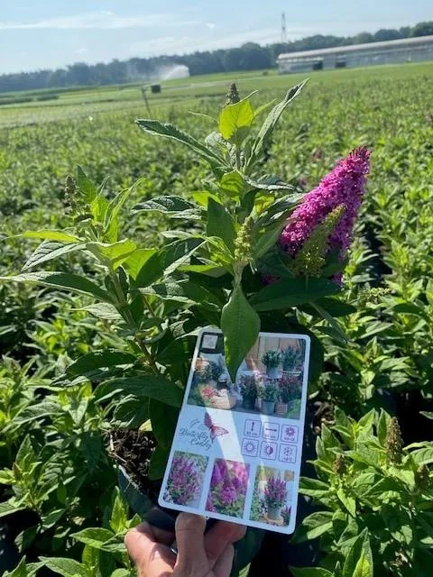 Buddleja Butterfly Candy 'Little Pink' (Vlinderstruik) Buddleja Butterfly Candy 'Little Pink' (Vlinderstruik)