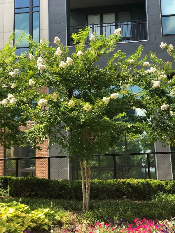 Lagerstroemia Natchez (Witte Lagerstroemia)
