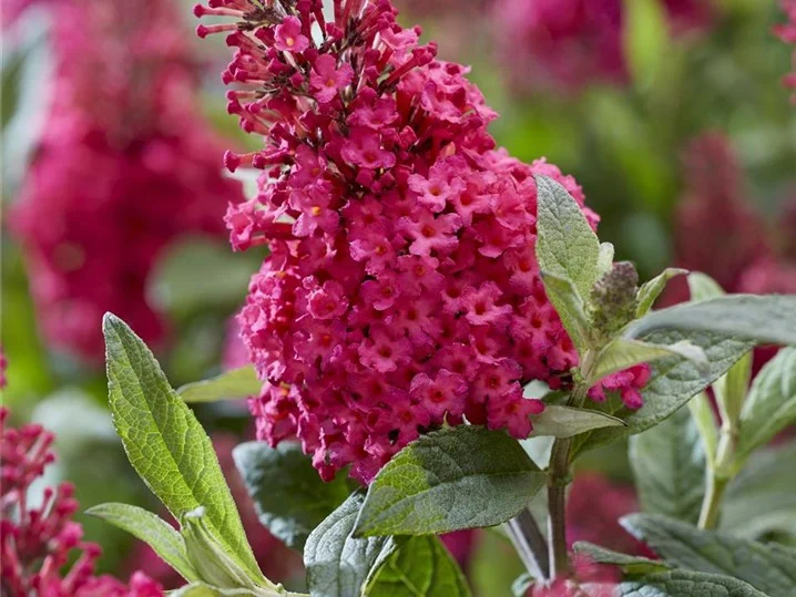 Buddleja Butterfly Candy 'Little Ruby' (Vlinderstruik)