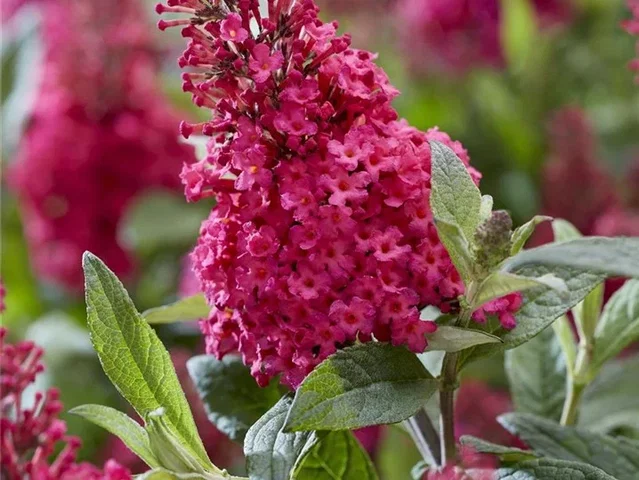 Buddleja Butterfly Candy 'Little Ruby' (Vlinderstruik) Buddleja Butterfly Candy 'Little Ruby' (Vlinderstruik)