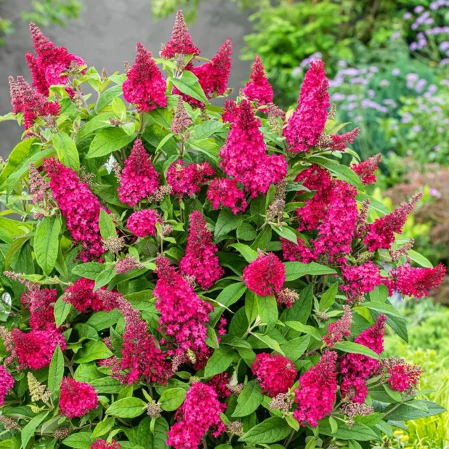 Buddleja Butterfly Candy 'Little Ruby' (Vlinderstruik) Buddleja Butterfly Candy 'Little Ruby' (Vlinderstruik)