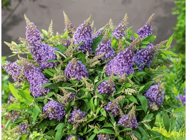 Buddleja Candy 'Lila Sweetheart' (Vlinderstruik) Buddleja Candy 'Lila Sweetheart' (Vlinderstruik)