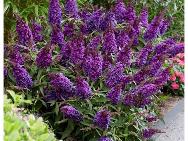 Buddleja Butterfly Candy 'Little Purple' (Vlinderstruik) Buddleja Butterfly Candy 'Little Purple' (Vlinderstruik)