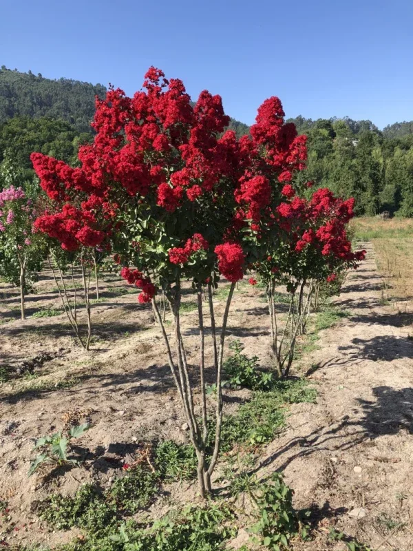 Lagerstroemia Dynamite Meerstammig (Rode Lagerstroemia)