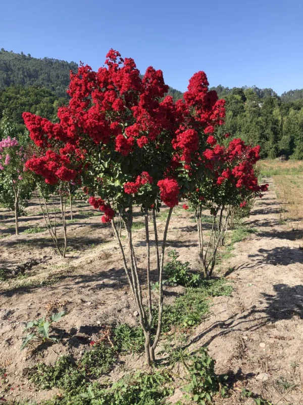 Lagerstroemia Dynamite Meerstammig (Rode Lagerstroemia)