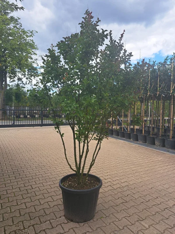 Lagerstroemia Dynamite Meerstammig (Rode Lagerstroemia)