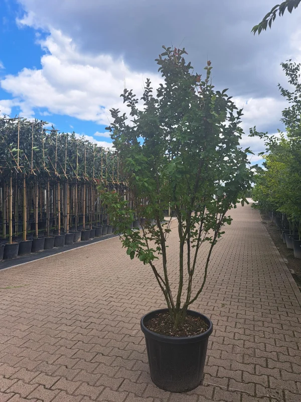 Lagerstroemia Dynamite Meerstammig (Rode Lagerstroemia)-3