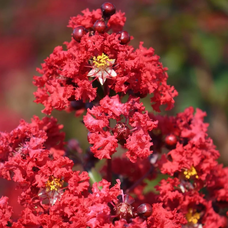 Lagerstroemia Dynamite Meerstammig (Rode Lagerstroemia)-5