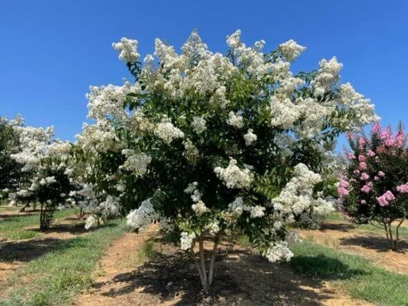 Lagerstroemia Natchez Meerstammig (Witte Lagerstroemia)