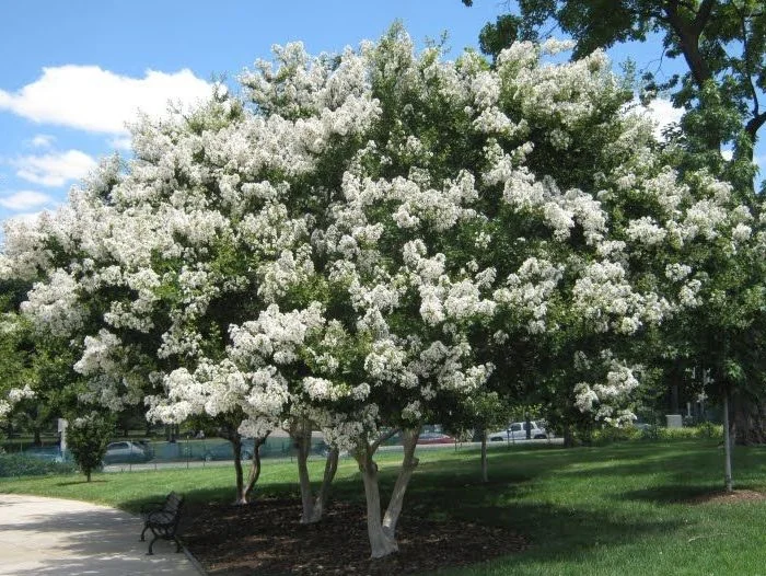 Lagerstroemia Natchez Meerstammig (Witte Lagerstroemia)-4
