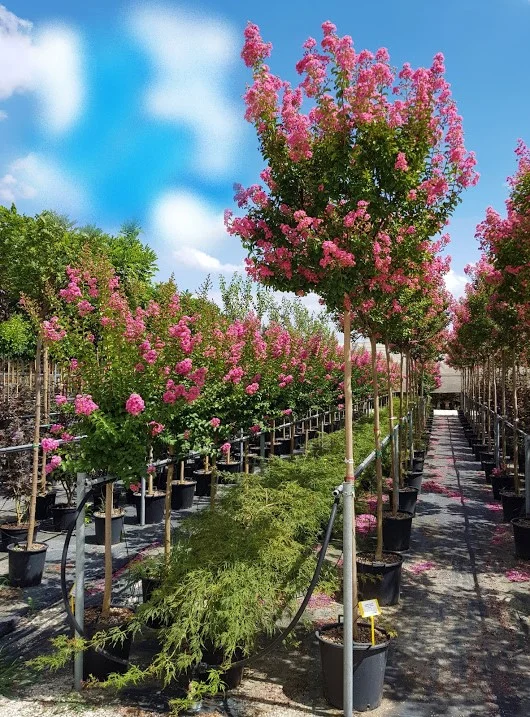 Lagerstroemia Rosea Nova (Roze Lagerstroemia)-2