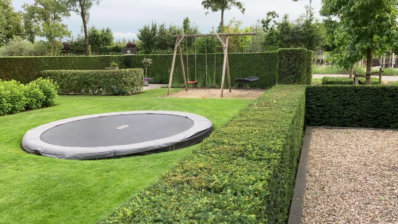 Taxus Baccata Potgekweekt (Haagplant)-5