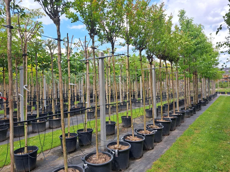 Lagerstroemia Rosea Nova (Roze Lagerstroemia)-5