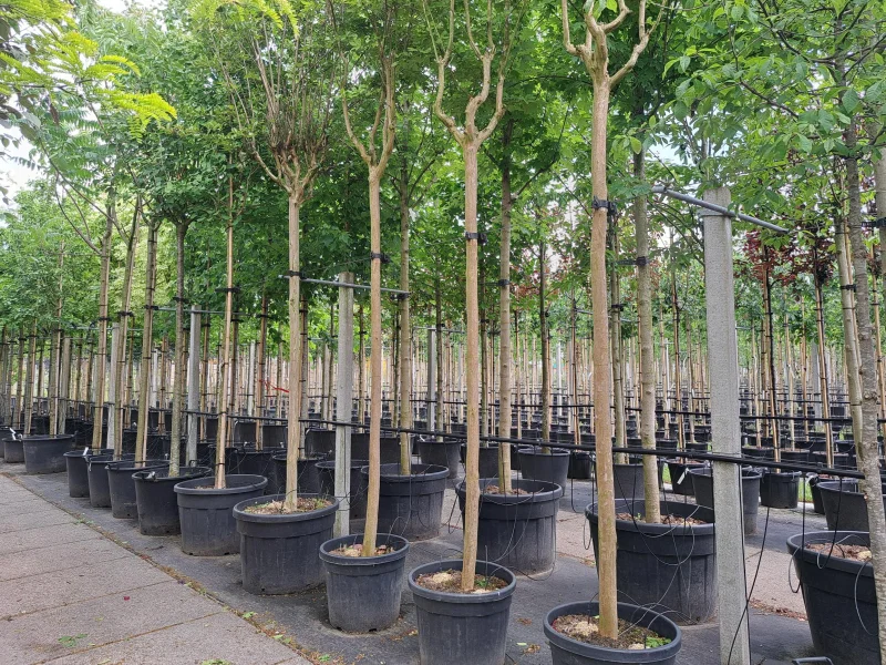 Lagerstroemia Rosea Nova (Roze Lagerstroemia)-6