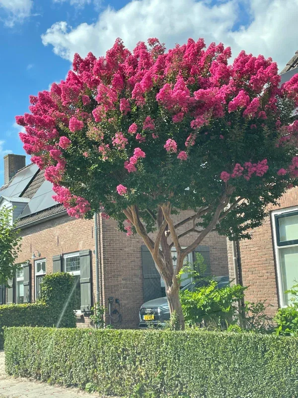 Lagerstroemia Rosea Nova (Roze Lagerstroemia)