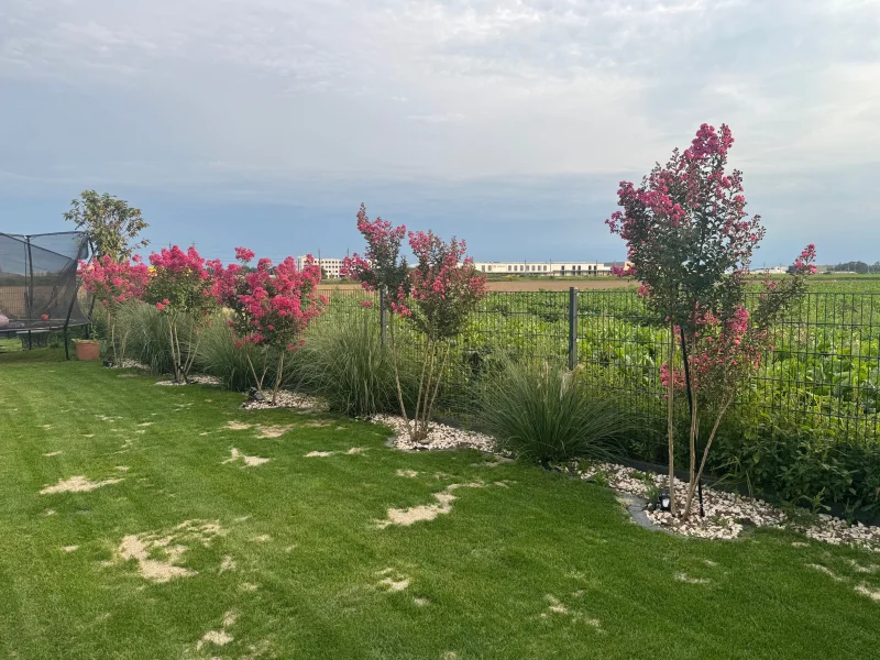 Lagerstroemia Rosea Nova Meerstammig (RozeLagerstroemia)-1
