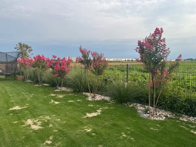 Lagerstroemia Rosea Nova Meerstammig (RozeLagerstroemia)