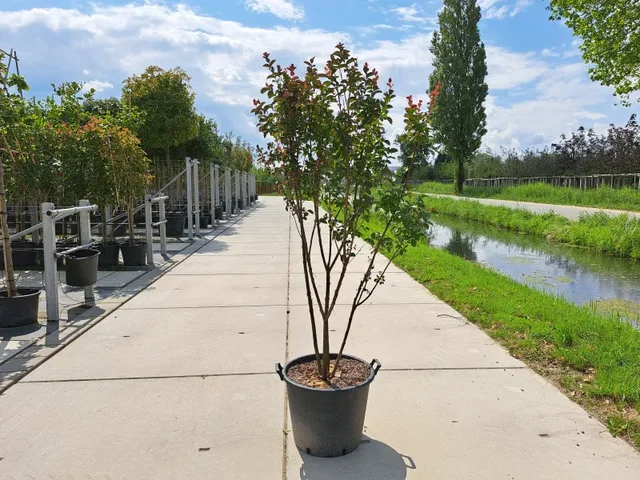 Lagerstroemia Rosea Nova Meerstammig (RozeLagerstroemia)