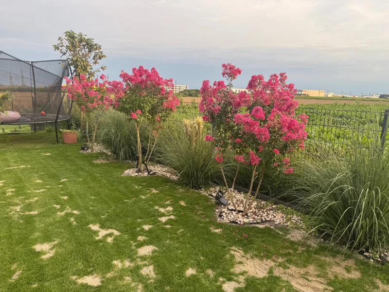 Lagerstroemia Rosea Nova Meerstammig (RozeLagerstroemia)-6