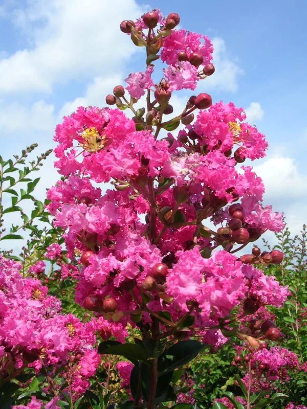Lagerstroemia Rosea Nova Meerstammig (RozeLagerstroemia)-7