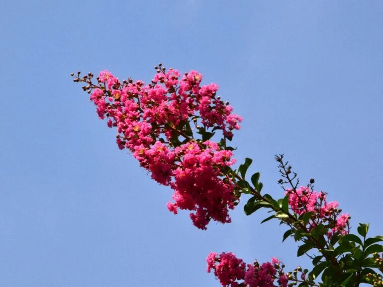 Lagerstroemia Rosea Nova Meerstammig (RozeLagerstroemia)-8