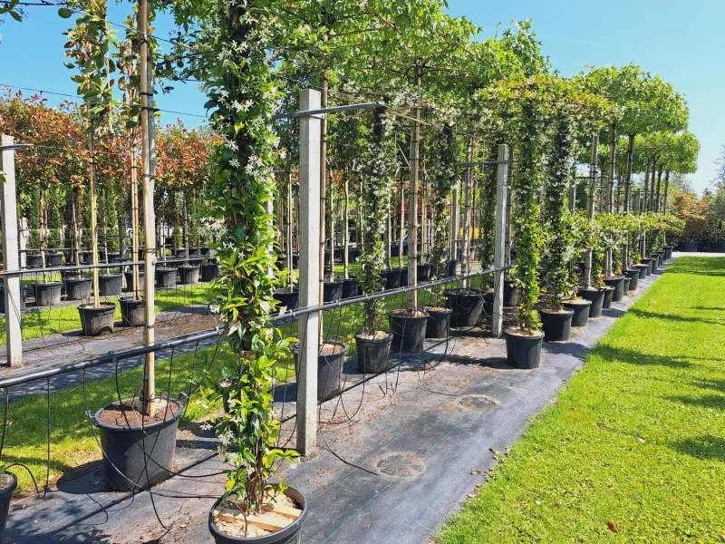 Trachelospermum Jasminoides Dakvorm Groot (Toscaanse Jasmijn dakvorm  groot)