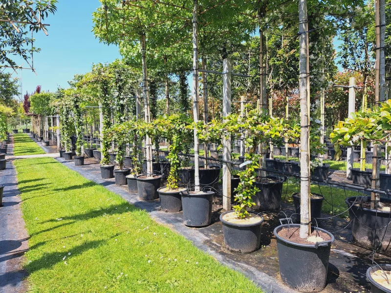 Trachelospermum Jasminoides Dakvorm Groot (Toscaanse Jasmijn dakvorm  groot)-2