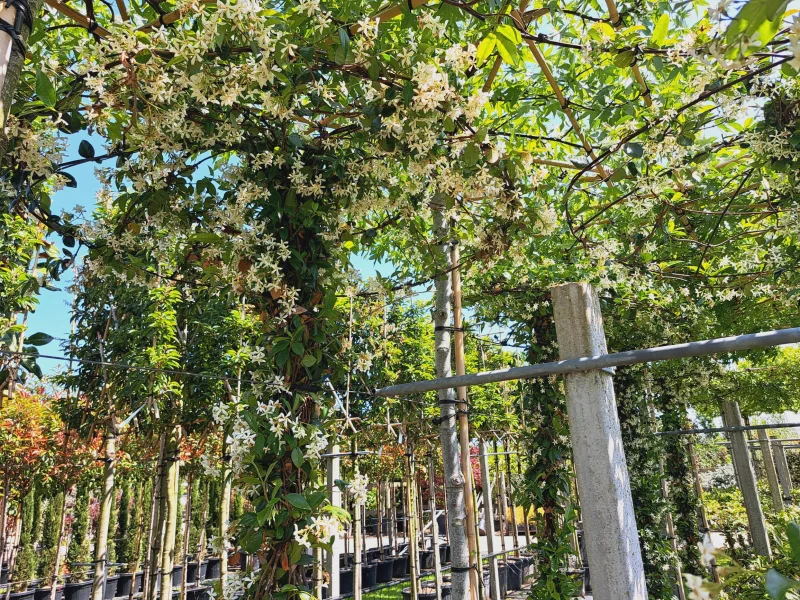 Trachelospermum Jasminoides Dakvorm Groot (Toscaanse Jasmijn dakvorm  groot)-3