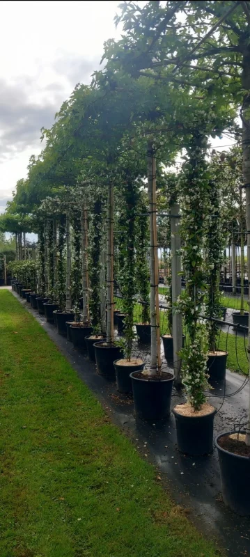 Trachelospermum Jasminoides Dakvorm Groot (Toscaanse Jasmijn dakvorm  groot)-4