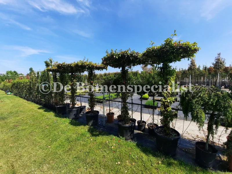 Trachelospermum Jasminoides Dakvorm Groot (Toscaanse Jasmijn dakvorm  groot)-5