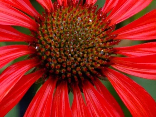 Echinacea Purpurea Tomato Soup (Zonnehoed) Echinacea Purpurea Tomato Soup (Zonnehoed)