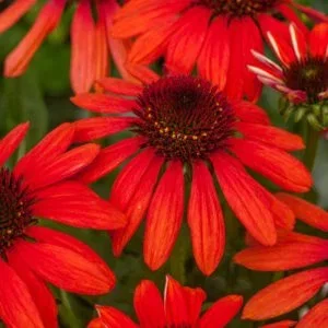 Echinacea Purpurea Tomato Soup (Zonnehoed) Echinacea Purpurea Tomato Soup (Zonnehoed)