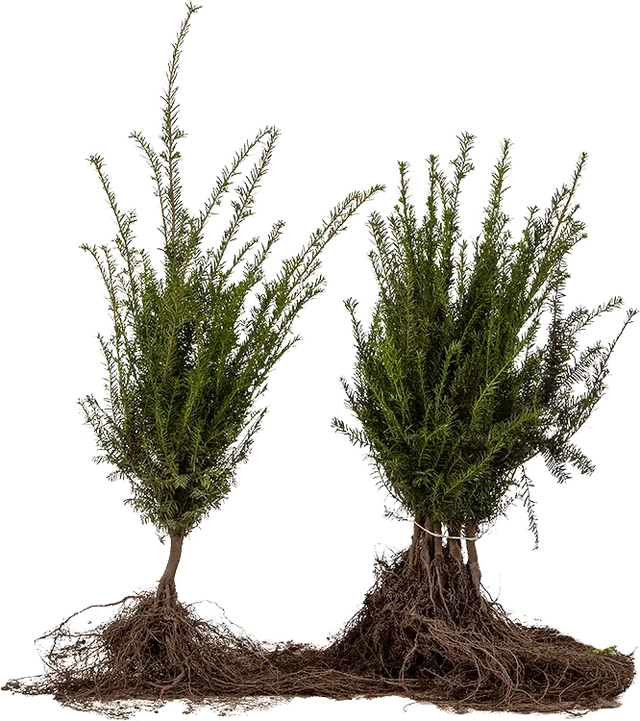 Taxus Baccata Wurzelnackt (Gemeine Eibe)
