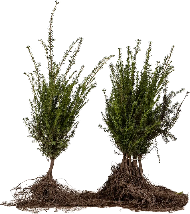 Taxus Baccata Kale Wortel (Losse Haagplant)