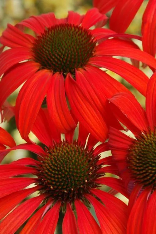 Echinacea Purpurea Tomato Soup (Zonnehoed)-3
