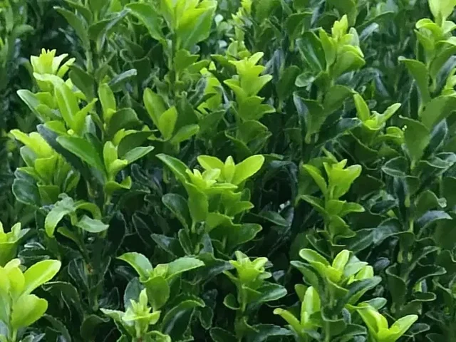 Euonymus Japonicus Green Spire (Japanse Kardinaalsmuts)