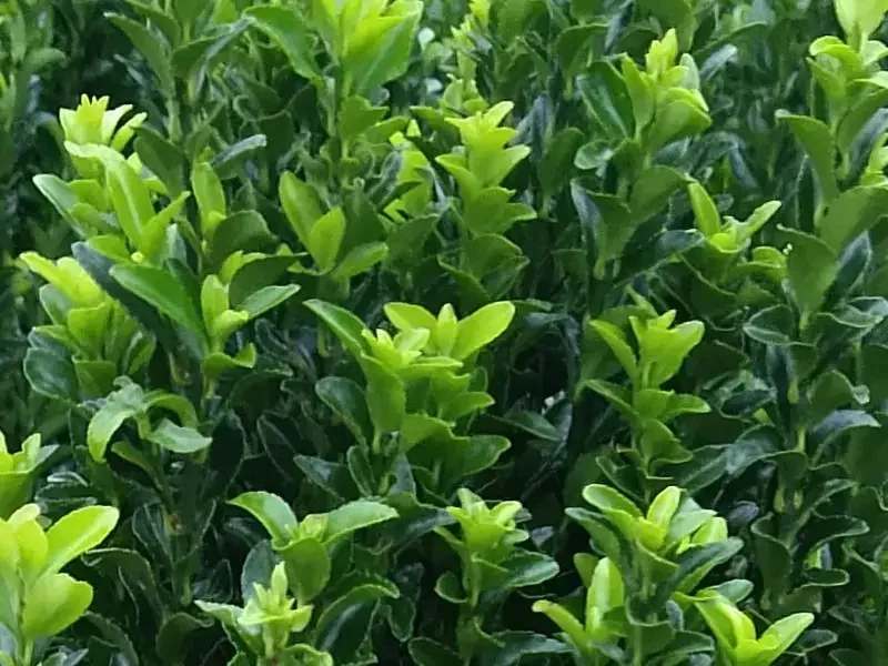 Euonymus Japonicus Green Spire (Japanse Kardinaalsmuts)