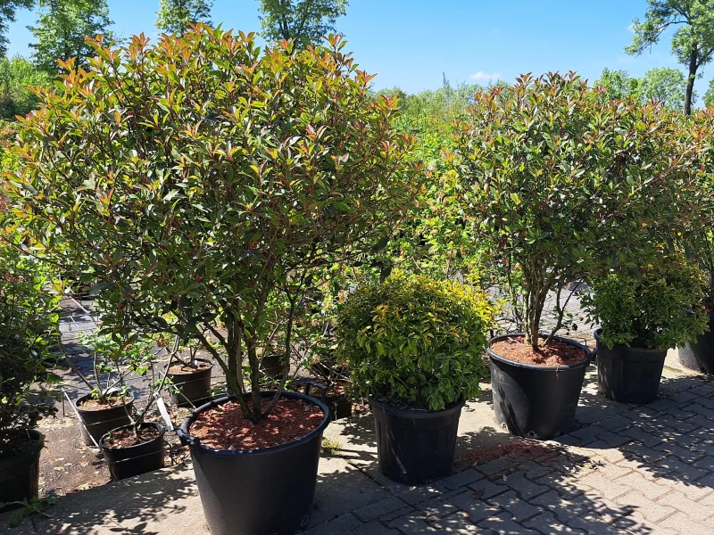 Photinia Little Red Robin Meerstammig (Wintergroene Glansmispel)